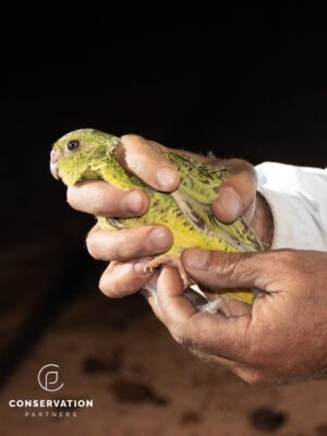 $600 Donation to Fund Night Parrot Helicopter Survey – Tax Deductible