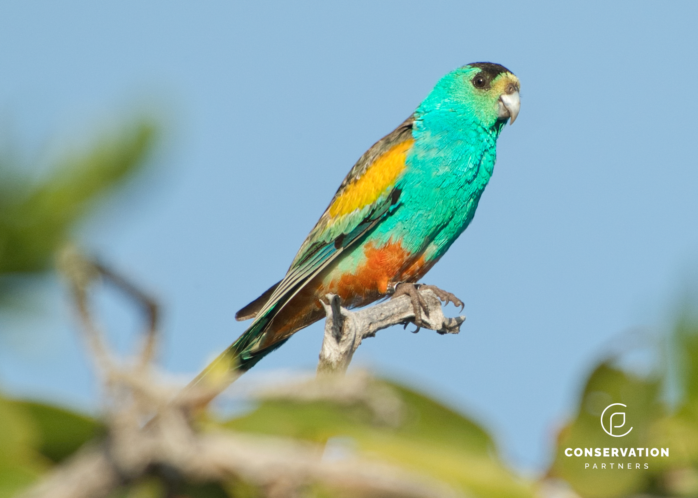 CROPPED male Golden-shouldered Parrot